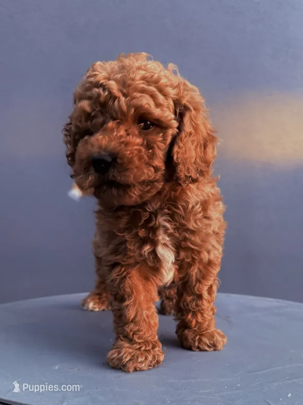 Buster – Cockapoo puppy for sale in Sacramento, CA