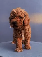 Red, a male Cockapoo for sale in Sacramento, CA – 1 of 10