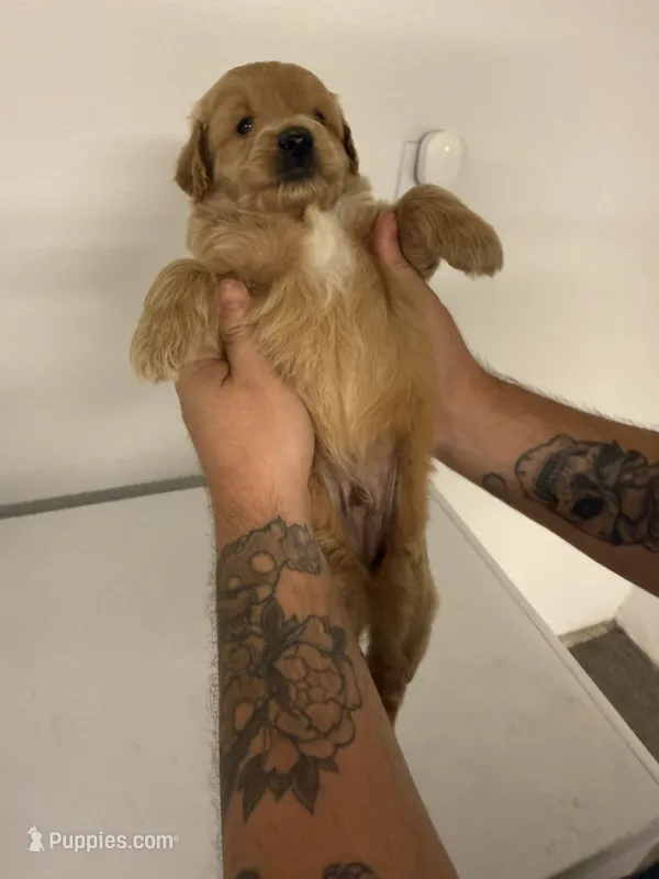 Boy 1 – Cockapoo puppy for sale in Sacramento, CA