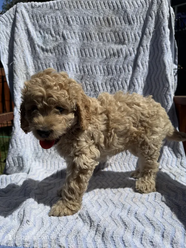 Leo – Cockapoo puppy for sale in Sacramento, CA