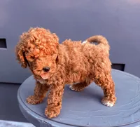Red, a male Cockapoo for sale in Sacramento, CA – 8 of 10