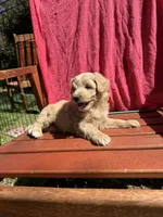 Daisy, a female Cockapoo for sale in Sacramento, CA – 3 of 4
