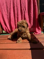 Ruby, a female Cockapoo for sale in Sacramento, CA – 3 of 4