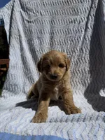 Garfield, a male Cockapoo for sale in Sacramento, CA – 4 of 4