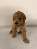 Boy 1, a male Cockapoo for sale in Sacramento, CA – 3 of 5