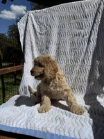 Leo, a male Cockapoo for sale in Sacramento, CA – 4 of 4