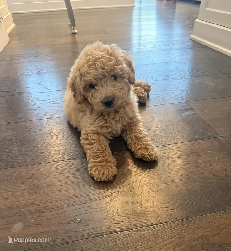 Charlie – Cockapoo puppy for sale in Sacramento, CA