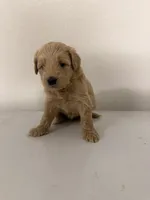 Girl 2, a female Cockapoo for sale in Sacramento, CA – 3 of 4