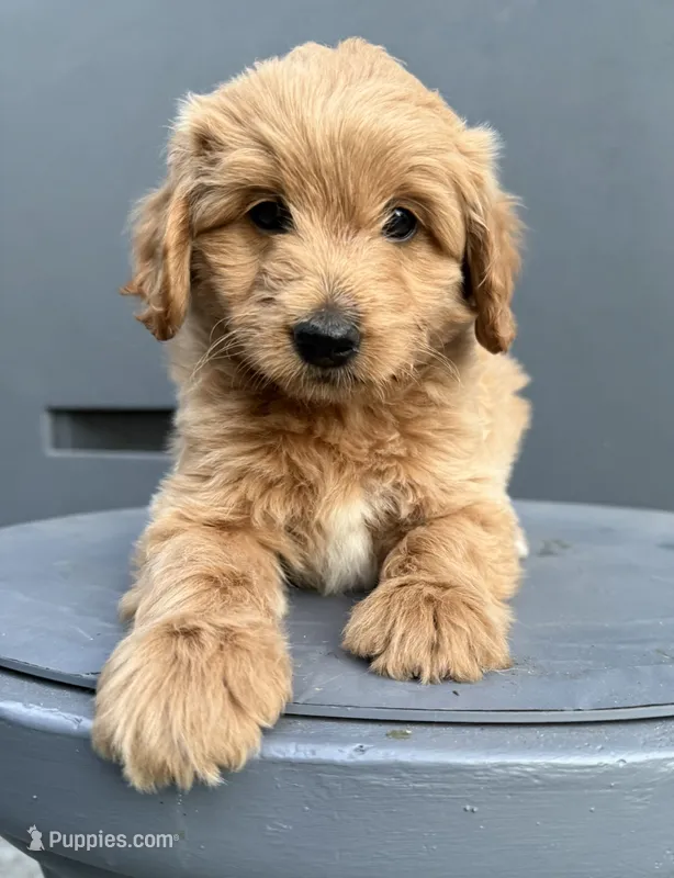 Simon – Cockapoo puppy for sale in Sacramento, CA
