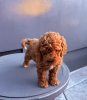 Red, a male Cockapoo for sale in Sacramento, CA – 6 of 10