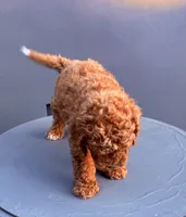Red, a male Cockapoo for sale in Sacramento, CA – 2 of 10