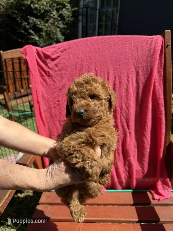 Ruby – Cockapoo puppy for sale in Sacramento, CA