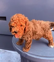 Red, a male Cockapoo for sale in Sacramento, CA – 7 of 10