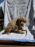 Garfield, a male Cockapoo for sale in Sacramento, CA – 3 of 4
