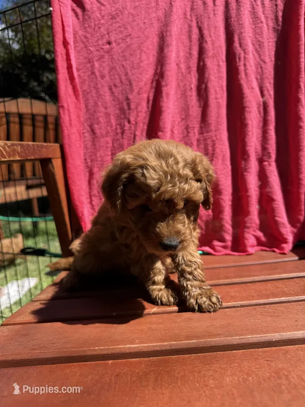 Bella, a female Cockapoo for sale in Sacramento, CA – 1 of 4