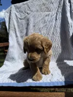 Garfield, a male Cockapoo for sale in Sacramento, CA – 1 of 4