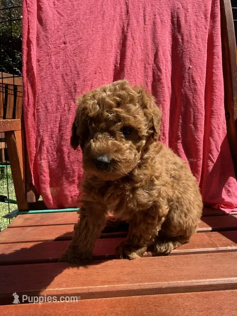 Ruby – Cockapoo puppy for sale in Sacramento, CA
