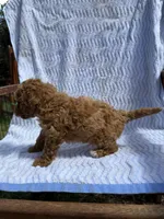 Buster, a male Cockapoo for sale in Sacramento, CA – 3 of 4