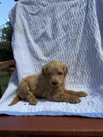 Charlie, a male Cockapoo for sale in Sacramento, CA – 2 of 4
