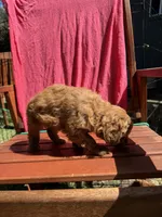 Bella, a female Cockapoo for sale in Sacramento, CA – 2 of 4