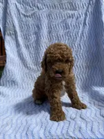 Buster, a male Cockapoo for sale in Sacramento, CA – 2 of 4