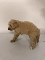 Girl 2, a female Cockapoo for sale in Sacramento, CA – 4 of 4