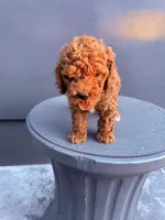 Red, a male Cockapoo for sale in Sacramento, CA – 9 of 10