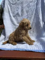 Charlie, a male Cockapoo for sale in Sacramento, CA – 4 of 4