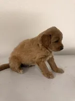Boy 1, a male Cockapoo for sale in Sacramento, CA – 5 of 5