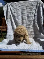 Leo, a male Cockapoo for sale in Sacramento, CA – 2 of 4