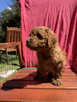 Bella, a female Cockapoo for sale in Sacramento, CA – 4 of 4