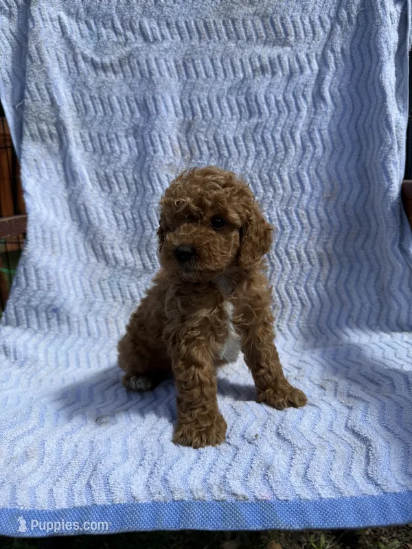 Buster – Cockapoo puppy for sale in Sacramento, CA