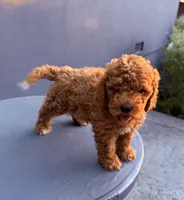 Red, a male Cockapoo for sale in Sacramento, CA – 3 of 10