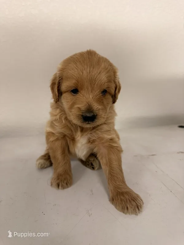 Shylo – Cockapoo puppy for sale in Sacramento, CA