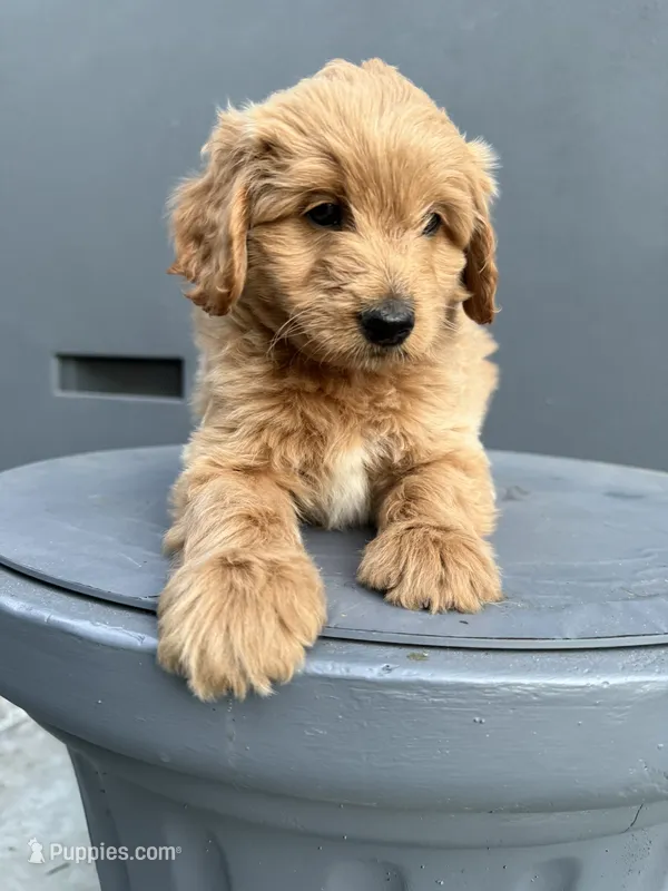 Simon – Cockapoo puppy for sale in Sacramento, CA
