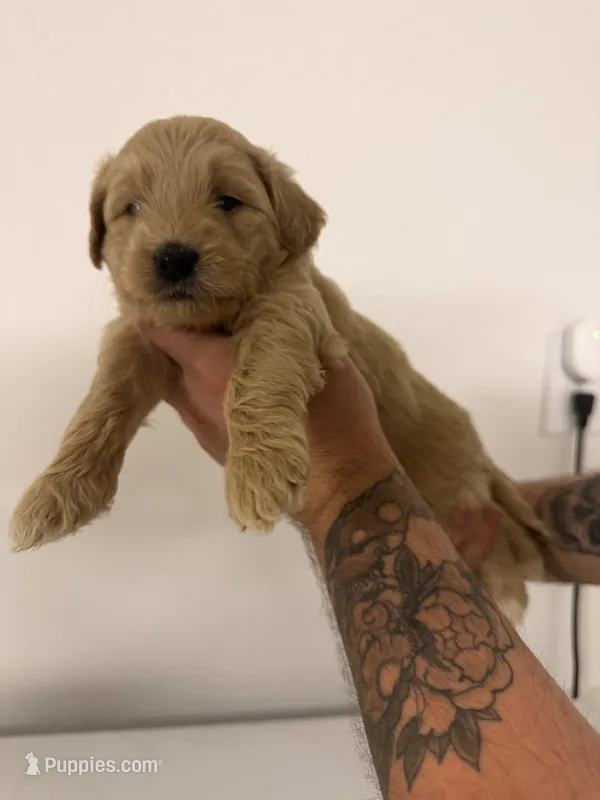 Girl 2 – Cockapoo puppy for sale in Sacramento, CA