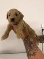 Girl 2, a female Cockapoo for sale in Sacramento, CA – 1 of 4
