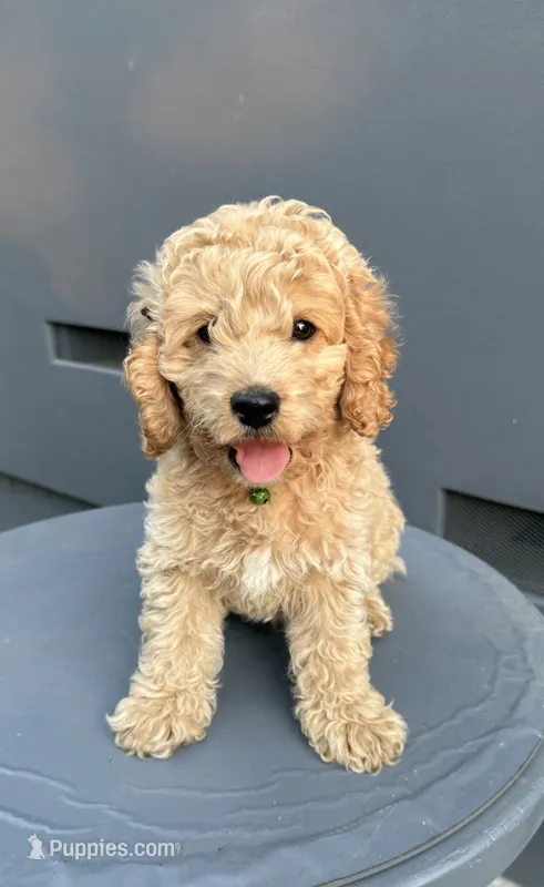 Leo – Cockapoo puppy for sale in Sacramento, CA