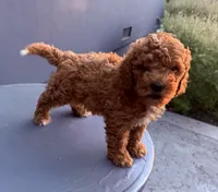 Red, a male Cockapoo for sale in Sacramento, CA – 5 of 10