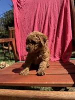 Bella, a female Cockapoo for sale in Sacramento, CA – 3 of 4