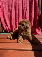 Ruby, a female Cockapoo for sale in Sacramento, CA – 4 of 4