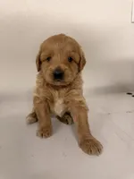 Boy 1, a male Cockapoo for sale in Sacramento, CA – 4 of 5