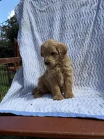 Charlie, a male Cockapoo for sale in Sacramento, CA – 3 of 4