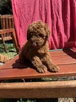 Ruby, a female Cockapoo for sale in Sacramento, CA – 2 of 4