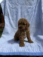 Buster, a male Cockapoo for sale in Sacramento, CA – 4 of 4