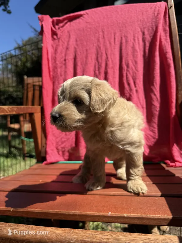 Daisy, a female Cockapoo for sale in Sacramento, CA – 1 of 4