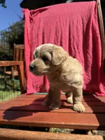 Daisy, a female Cockapoo for sale in Sacramento, CA – 1 of 4