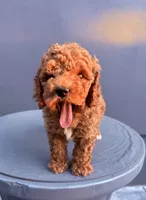 Red, a male Cockapoo for sale in Sacramento, CA – 4 of 10