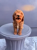 Red, a male Cockapoo for sale in Sacramento, CA – 10 of 10