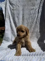 Garfield, a male Cockapoo for sale in Sacramento, CA – 2 of 4